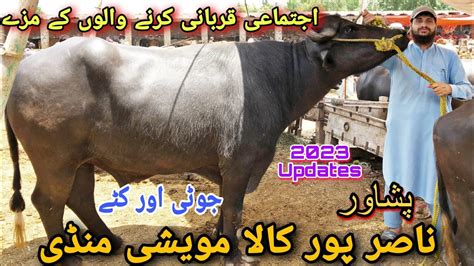 Kala Maweshi Mandi Peshawar Latest Updates 2023 Joti Cover Karli