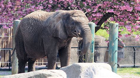 Aalborg Zoo