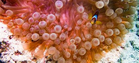 The Coral Reefs Of The Pacific Ocean Have Revealed Millions Of Types Of Ba