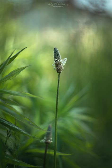 Plantago Lanceolata Made With Helios 44 2 Rita Eberle Wessner Flickr