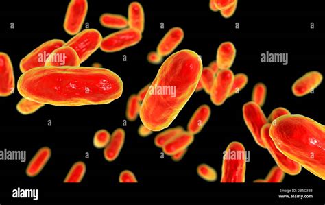 Bordetella Pertussis Bacteria Hi Res Stock Photography And Images Alamy