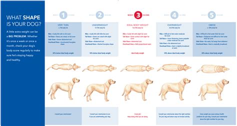 Ideal dog weight chart | The Labrador Forum