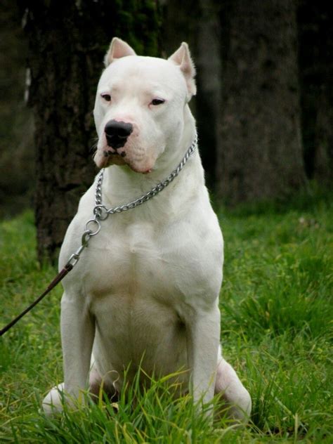 Dogo Argentino Dogs Dog Breeds Dog Argentino