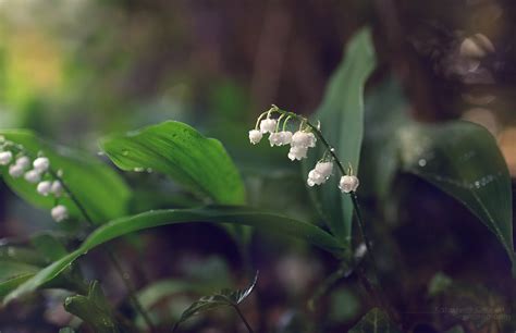 Lilies of the valley Wallpaper by Katosu on DeviantArt