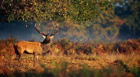 The king of the wilderness, autumn, wild, wildlife, nature, animals ...