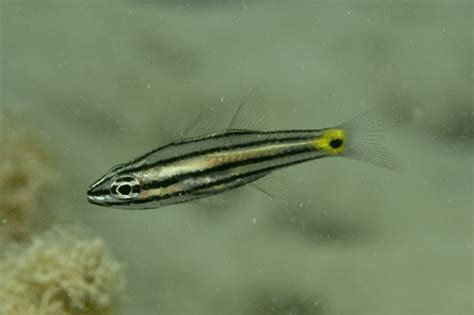 Marine Cardinalfish – Aquarium Gallery