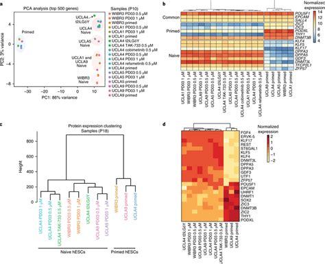 Transcriptome And Proteome Analysis Of Hescs Cultured In Modified