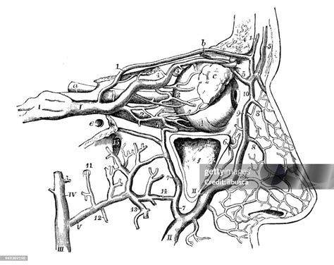 Nose Anatomy Drawing