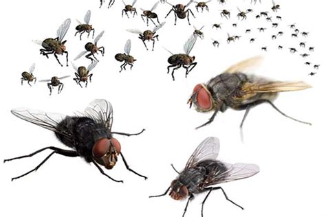 Flies Control Fly Removal Service London