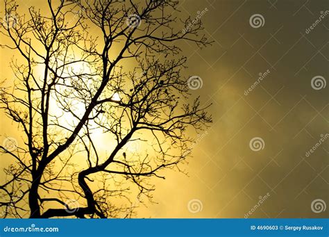 Sinister Tree Stock Image Image Of Wood Outdoor Abstract 4690603