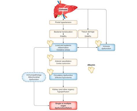 Long Term Albumin Treatment In Patients With Cirrhosis And Ascites Journal Of Hepatology