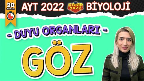 DUYU ORGANLARI Göz AYT Biyoloji Kamp2022 YouTube