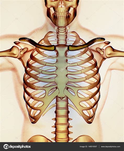 Shoulder Collar Bone Anatomy