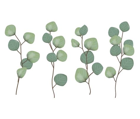 Premium Vector Eucalyptus Leaves Vector