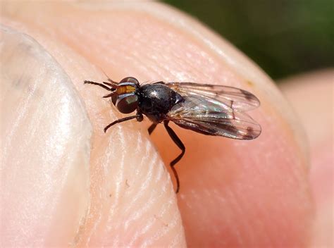 Herina Palustris Male Whiteford Burrows The Gower F Flickr