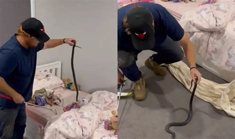 Que Susto Fam Lia Encontra Cobra Venenosa Escondida Em Cama De Crian A