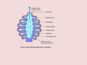 Canal System in Sycon - Sankardev College