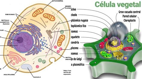 Diferencia Entre Celula Vegetal Y Animal Celula Vegetal Y Animal | Porn ...