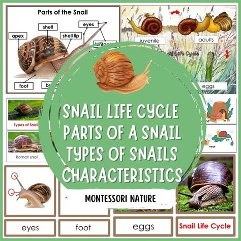 Parts of Snail Life Cycle Types Nomenclature 3 Part Cards Facts ...