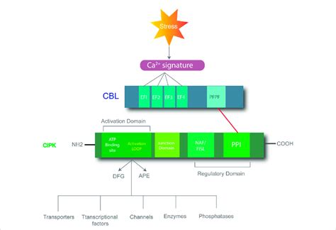 Process Of Cbl Cipk Complex Mediated Responses Stress Can Induce The