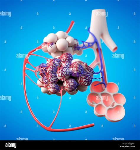 Human Alveoli Illustration Stock Photo Alamy