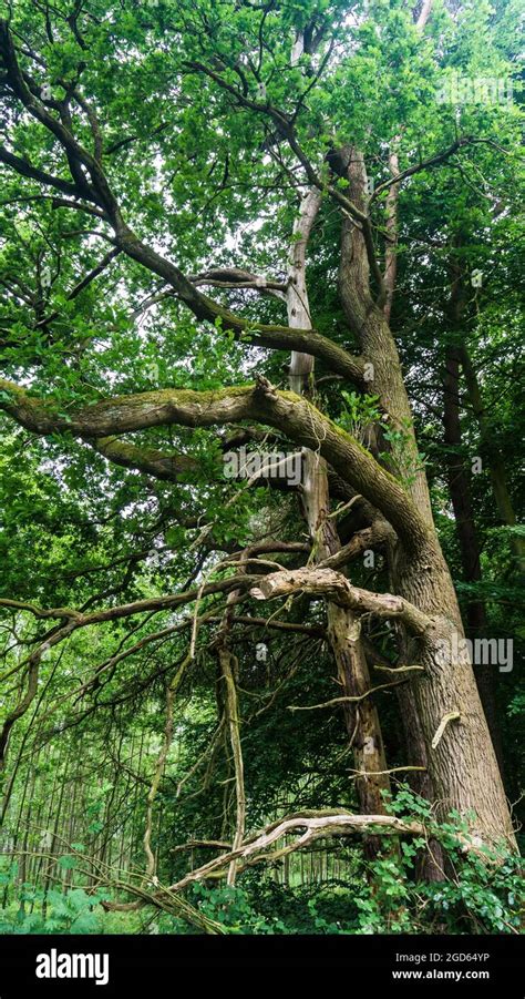 trees standing  close    stock photo alamy