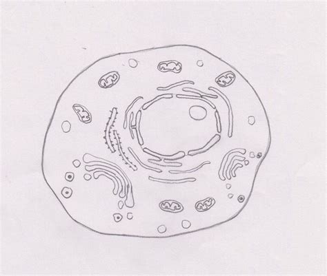 Eukaryotic Cell Simple Diagram