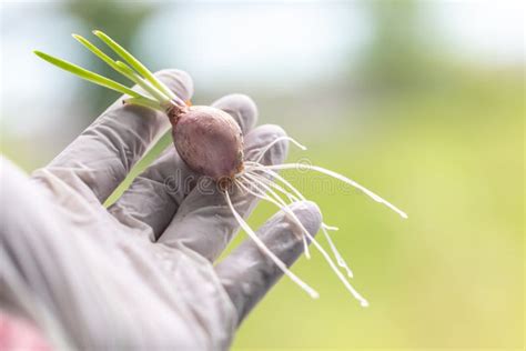 Célula Mitose Na Ponta Da Raiz Da Cebola Ao Microscópio Foto de Stock