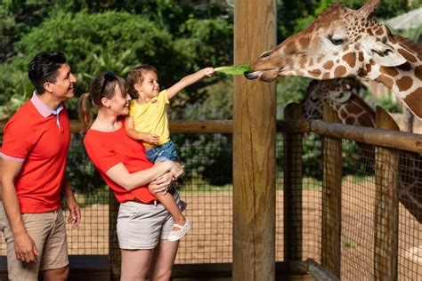 At San Antonio Zoo You Can Feed The Giraffes Culturemap Houston