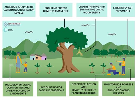 What makes a high-quality tree growing project? — Hamerkop