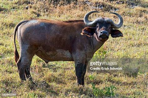 188 Female Cape Buffalo Stock Photos High Res Pictures And Images