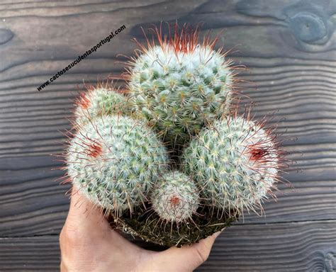 Mammillaria Bombycina Extra Ramificada Cactos E Suculentas Portugal