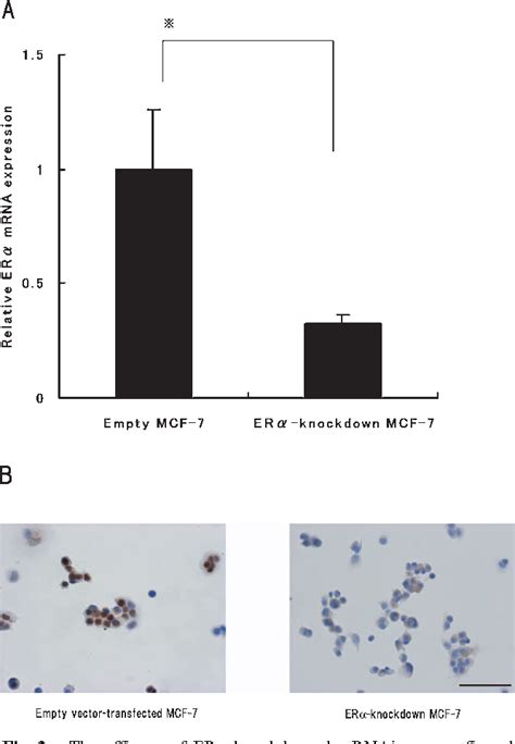 Figure 3 From The Influence Of Endocrine Disrupting Chemicals On The