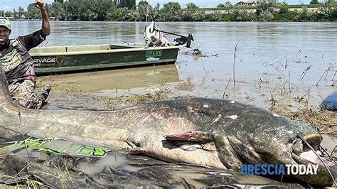 Pesce Siluro Da Record Nel Po Un Mostro L Adrenalina Pompava Forte