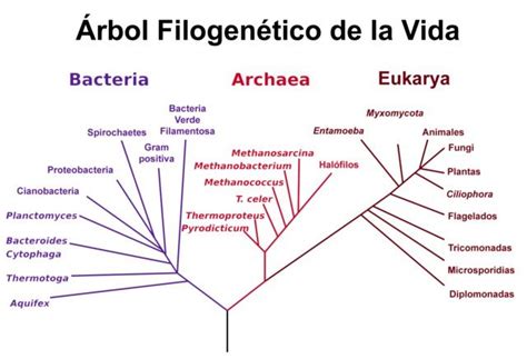 Arqueas Ni Bacterias Ni Eucariotas Ciencia Y Biología