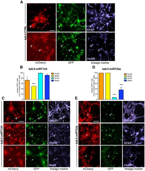 Qualitative And Quantitative Gfp Expression In Neurons βtubiii Map2