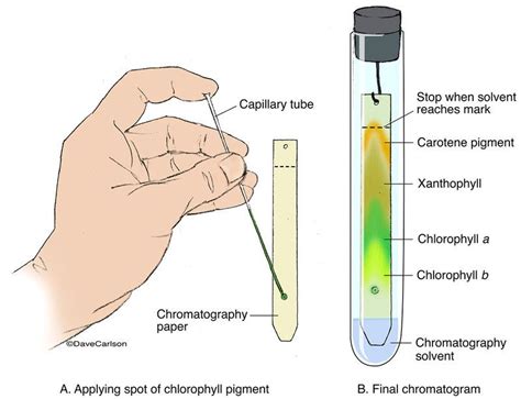 Chromatography Of Plant Pigments