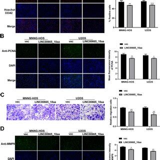 Elevated Expression Of Linc Aa Hinders The Proliferation And