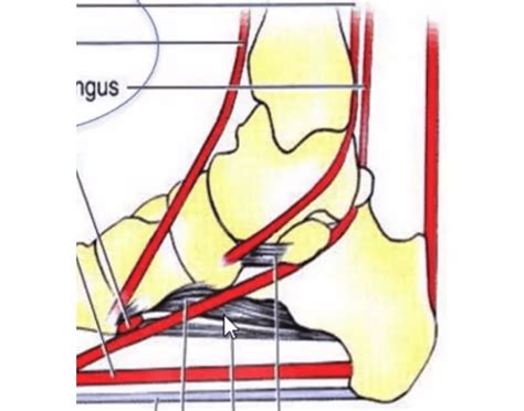 Foot anatomy and associated structures Quiz