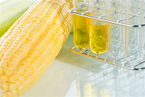 Biofuel Or Corn Syrup Sweetcorn Stock Photo By ©primagefactory 79163854