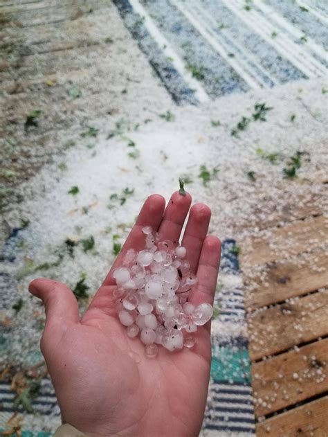 Hail slightly larger than peas in Maplewood MN : minnesota