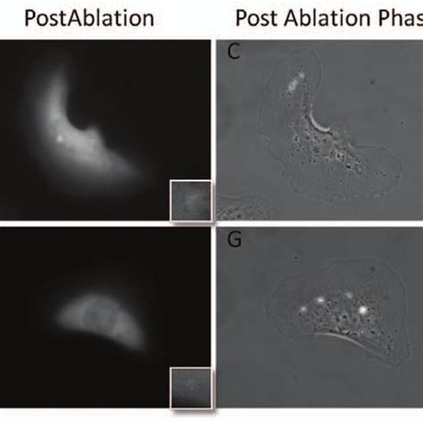 Centrosome Irradiation Causes A Distinct Change In Cell Morphology Over