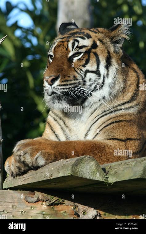 Tiger habitat loss bengal hi-res stock photography and images - Alamy