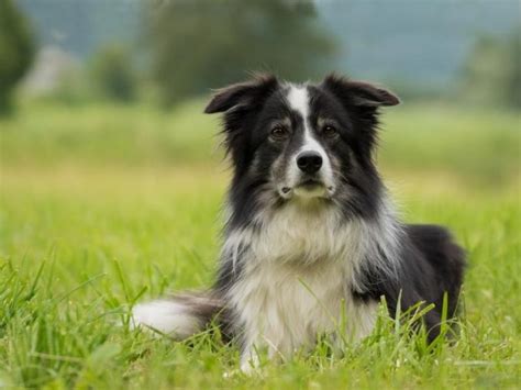 Border Collie Dog Breed Everything You Need To Know All Things Dogs