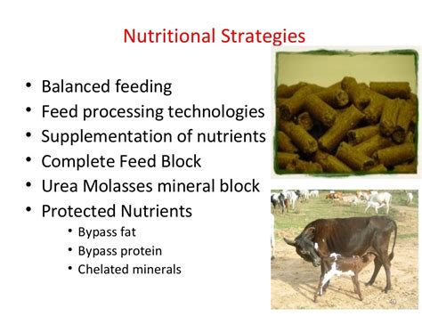 Nutrition And Reproduction Power Point Dr P K Singh Vety College Pa