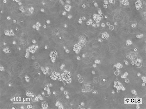 Rpmi Cells