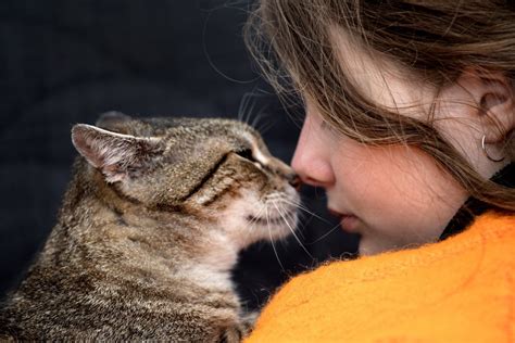 猫に死期が近づいたときに見られるサイン5つ ねこちゃんホンポ