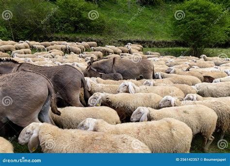 Herd Of Sheep Goats And Donkeys In The Meadows In Tuscany Italy Stock