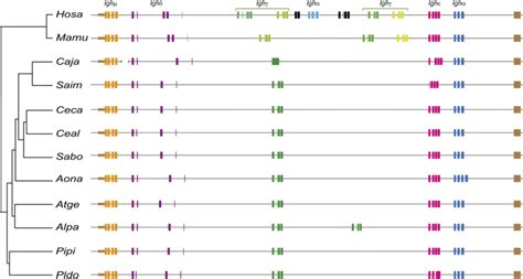 Igh Chromosomal Loci Schematic Representation In Primates The Genetic