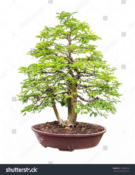 Tamarind Tree Bonsai Isolated On White Stock Photo 155885234 Shutterstock